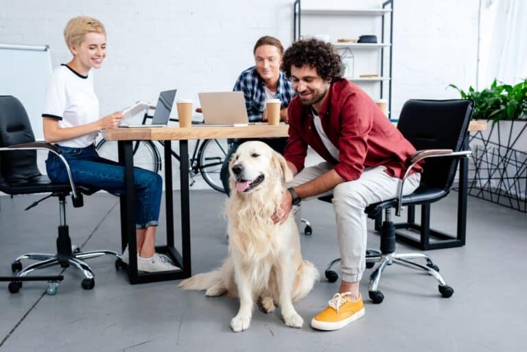 Dogs at Work: three colleagues sit around an office table working, looking at a golden retriever dog in the office